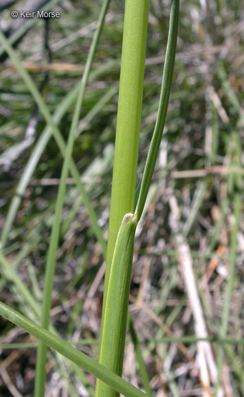 Plancia ëd Festuca californica Vasey