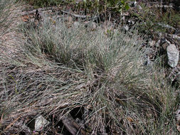 Plancia ëd Festuca idahoensis Elmer