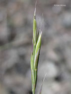 Plancia ëd Festuca idahoensis Elmer