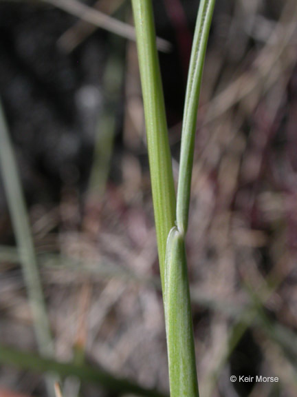 Image de Festuca idahoensis Elmer