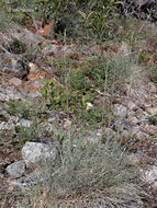 Image de Festuca idahoensis Elmer