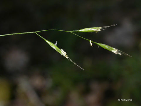 Sivun Festuca occidentalis Hook. kuva