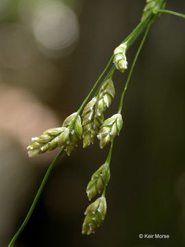 Plancia ëd Glyceria striata (Lam.) Hitchc.