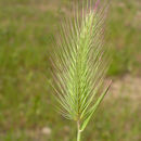 Image of Mediterranean barley
