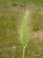 Plancia ëd Hordeum marinum subsp. gussoneanum (Parl.) Thell.