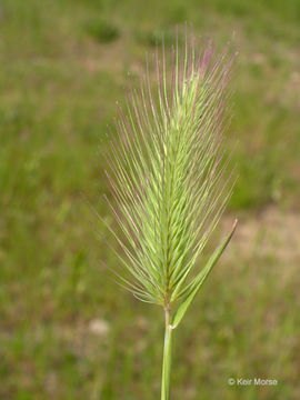 Imagem de Hordeum marinum subsp. gussoneanum (Parl.) Thell.