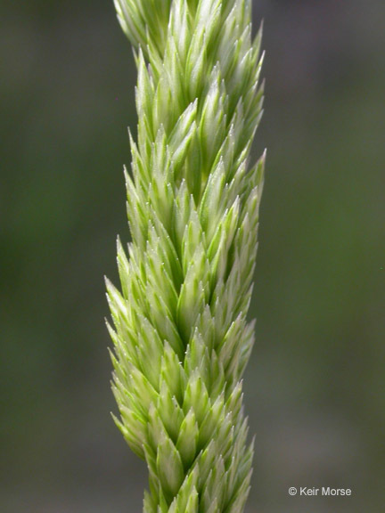 Image of June grass