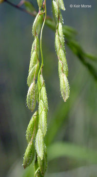 Image of Cut-grass