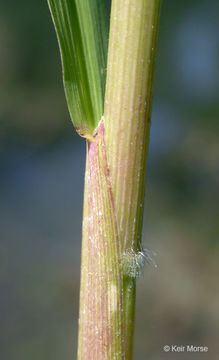 Image of Cut-grass