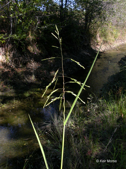 Plancia ëd Leersia oryzoides (L.) Sw.