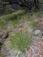 Image of Geyer's oniongrass