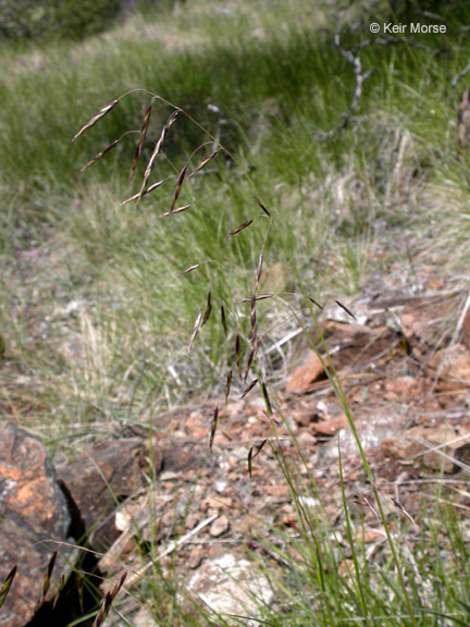 Image of Geyer's oniongrass