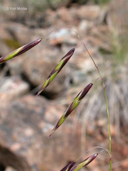 Image of Geyer's oniongrass