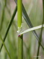 Image of Geyer's oniongrass