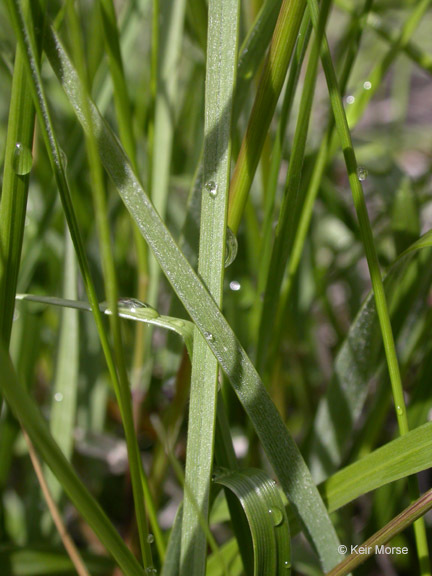 Image of Geyer's oniongrass