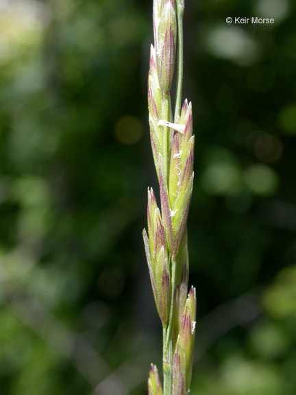 Melica harfordii Bol. resmi