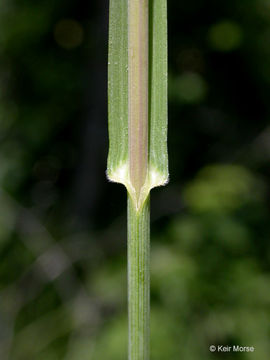 Image de Melica harfordii Bol.