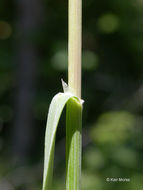 Image of Harford's oniongrass