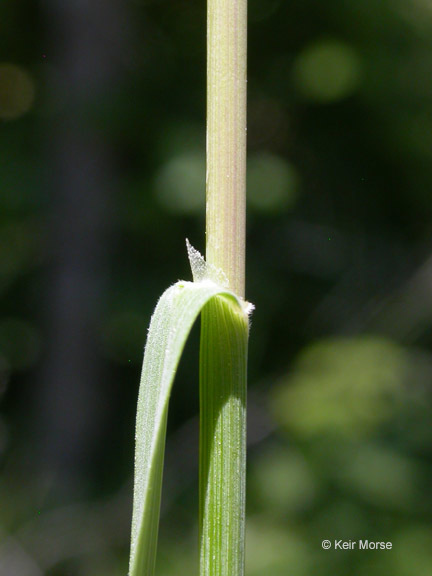 Melica harfordii Bol. resmi