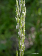 Image of Alaska oniongrass