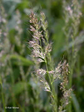 Image of foxtail muhly