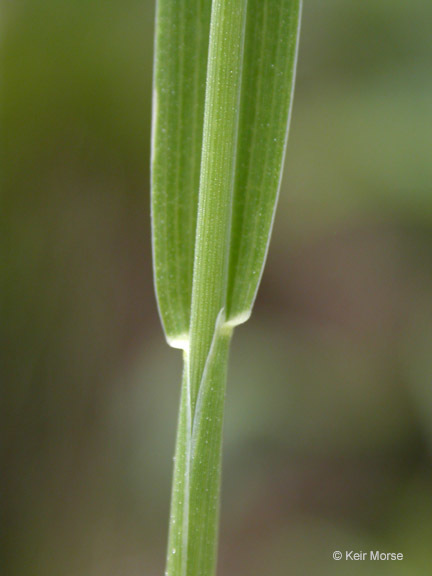 Image of foxtail muhly