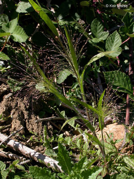 Imagem de Panicum capillare L.