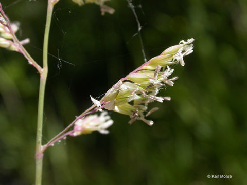 Imagem de Phalaris arundinacea L.