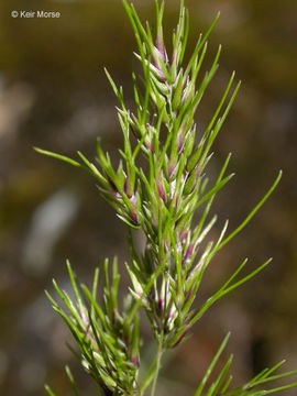 Image de Pâturin bulbeux