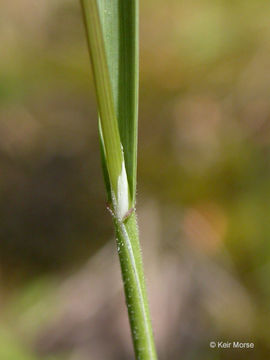 Imagem de Poa bulbosa L.