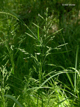 Imagem de Poa palustris L.