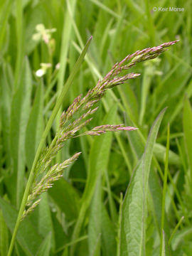 Image of Smooth Meadow-grass