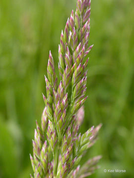 Image of Smooth Meadow-grass