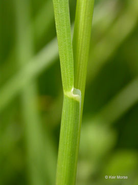 Image of Smooth Meadow-grass