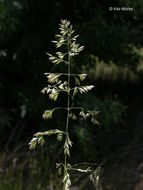 Image of Smooth Meadow-grass