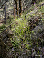 Image of <i>Poa secunda</i> ssp. <i>juncifolia</i>