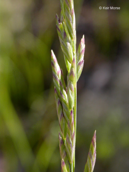 Image de <i>Poa secunda</i> ssp. <i>juncifolia</i>