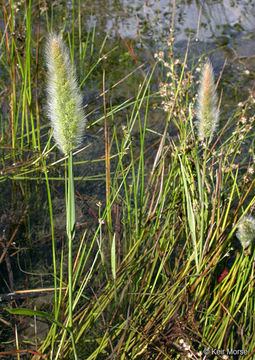 Image of Annual Beard-grass