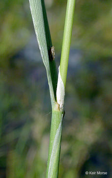 Image de Polypogon de Montpellier