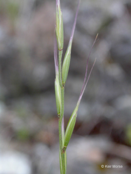 صورة <i>Festuca microstachys</i>