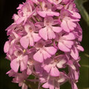 صورة Anacamptis pyramidalis (L.) Rich.