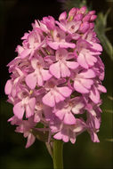 صورة Anacamptis pyramidalis (L.) Rich.