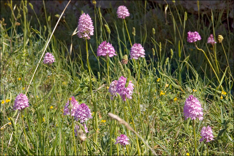 صورة Anacamptis pyramidalis (L.) Rich.