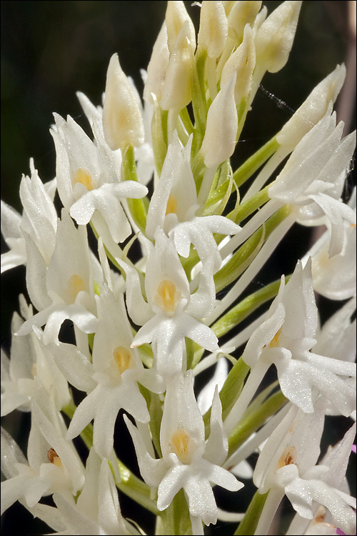 صورة Anacamptis pyramidalis (L.) Rich.