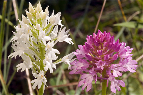 صورة Anacamptis pyramidalis (L.) Rich.