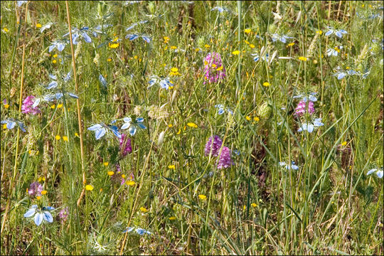 صورة Anacamptis pyramidalis (L.) Rich.