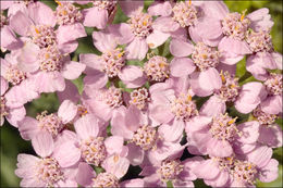 Image of Alps yarrow