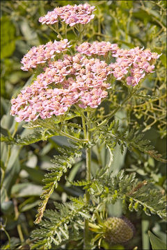 Image of Alps yarrow