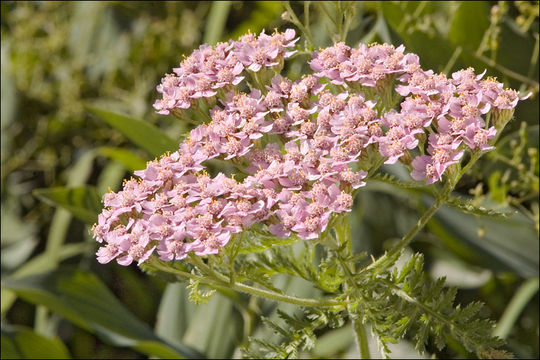 Image of Alps yarrow