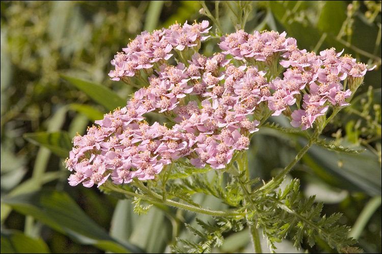 Image of Alps yarrow